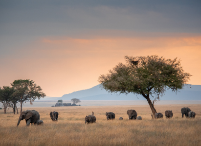A view of the Savannah Elephants on Safari