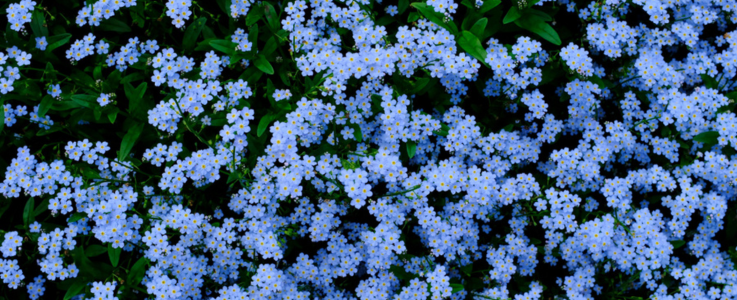 Forget me not