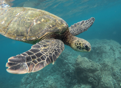 Swimming Turtle