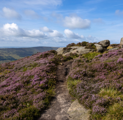 A path leads through the heather on Kinder Scout in Edale, Derbyshire.