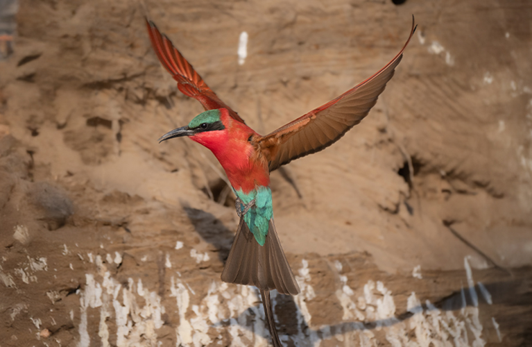 a Carmen Bee Eater