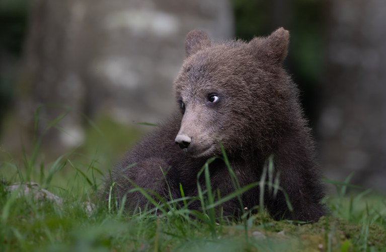 Cute bear cub