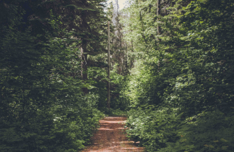 Benefits of Being Outdoors - Trodden Forest Path