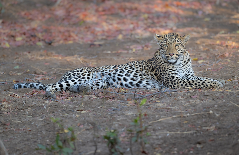 Leopard lying on ground