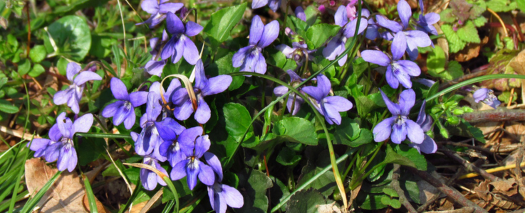 Common Dog Violet