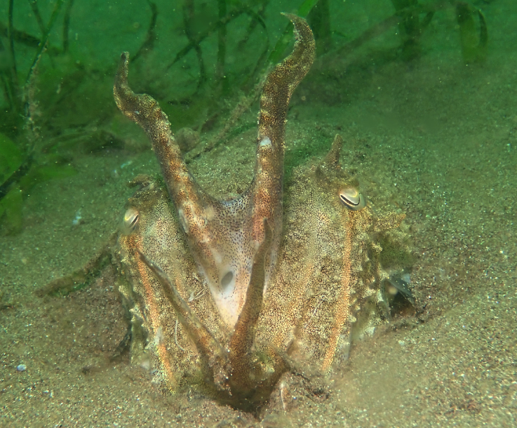 Cuttlefish Photographed by Tamsyn Mann