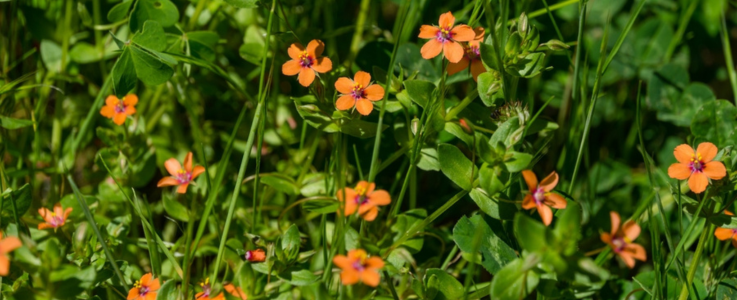 Scarlet Pimpernel