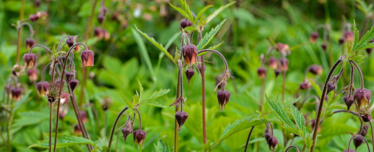 Water avens