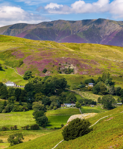 Scenic summer view from Gowbarrow Fell across a valley with purple heather in England