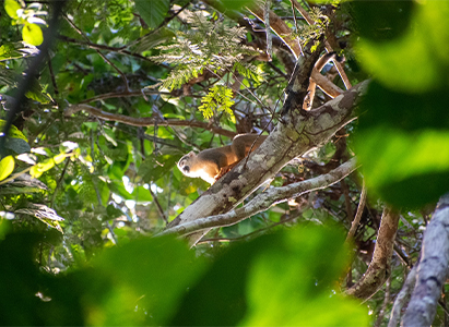 A monkey sat on a branch. There are some leaves in the foreground.