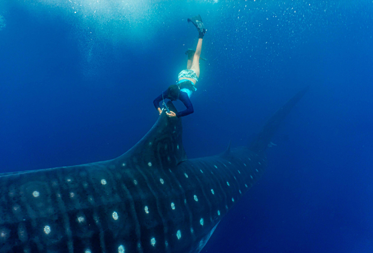 Swimming with Whale Shark