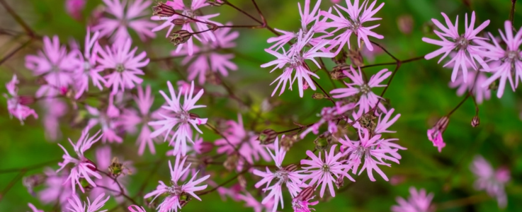 Ragged Robin