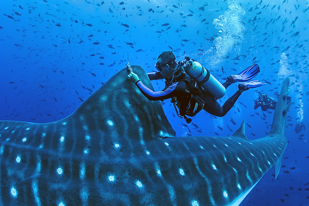 Jonathan Green, satellite tagging a Whale Shark. Photo Credit: Simon J Pierce