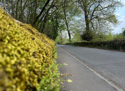 Loch Lomand Hike - Road Side