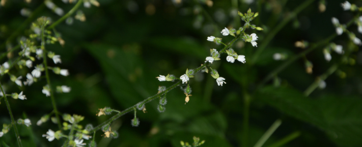 Enchanter's Nightshade