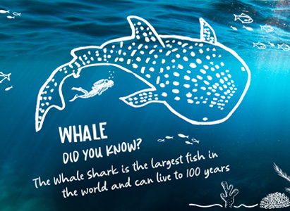 World Oceans Day Whale Shark