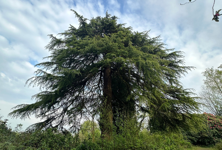 Loch Lomand Hike - Big Tree