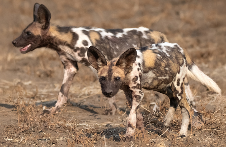 two African Wild Dogs