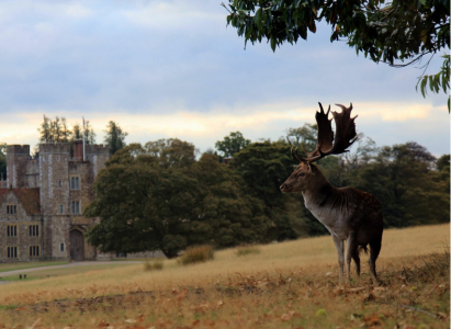 A deer's view of Knole