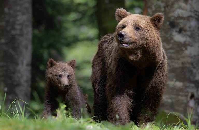 bear and bear cub in Slovenia