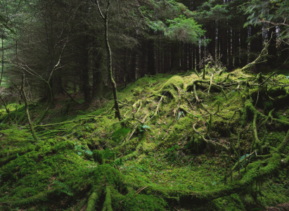 Dark forest scene. Old mossy fir trees and fern leaves close-up, tree trunks in the background. Ardrishaig, Loch Fyne, Crinan Canal, Argyll and Bute, Scotland, UK
