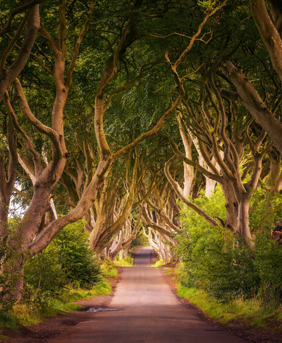 Dark Hedges, Northern Ireland