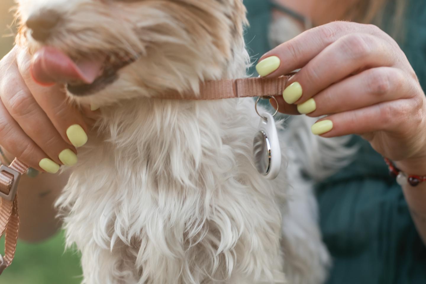 A person removing a GPS tracker from the collar of their pet.