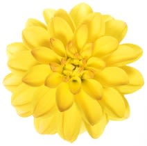 image d'une fleur de dahlia