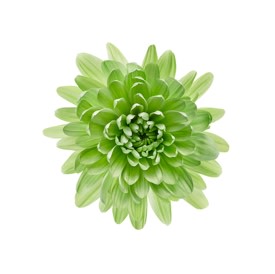 image d'un chrysanthème