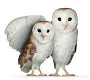 Two TELUS WISE owls