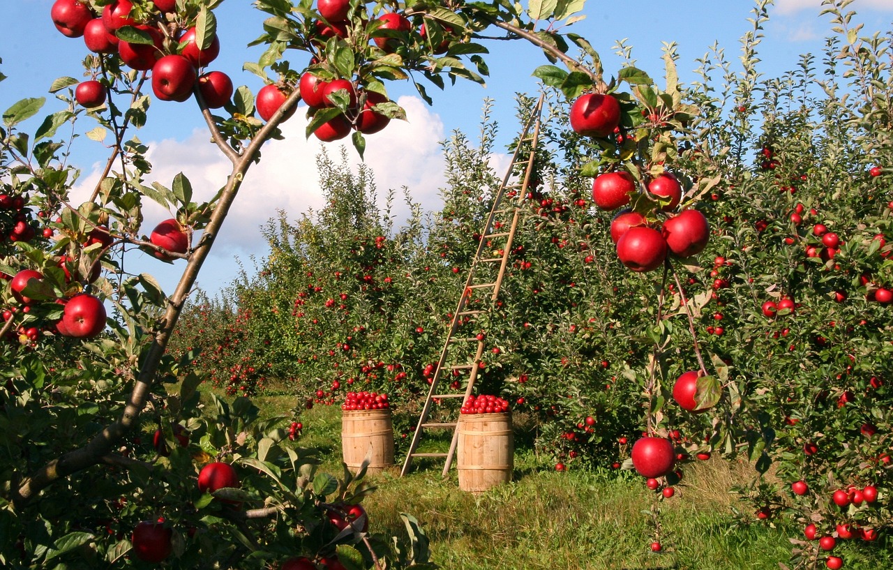 red apples in a tree.