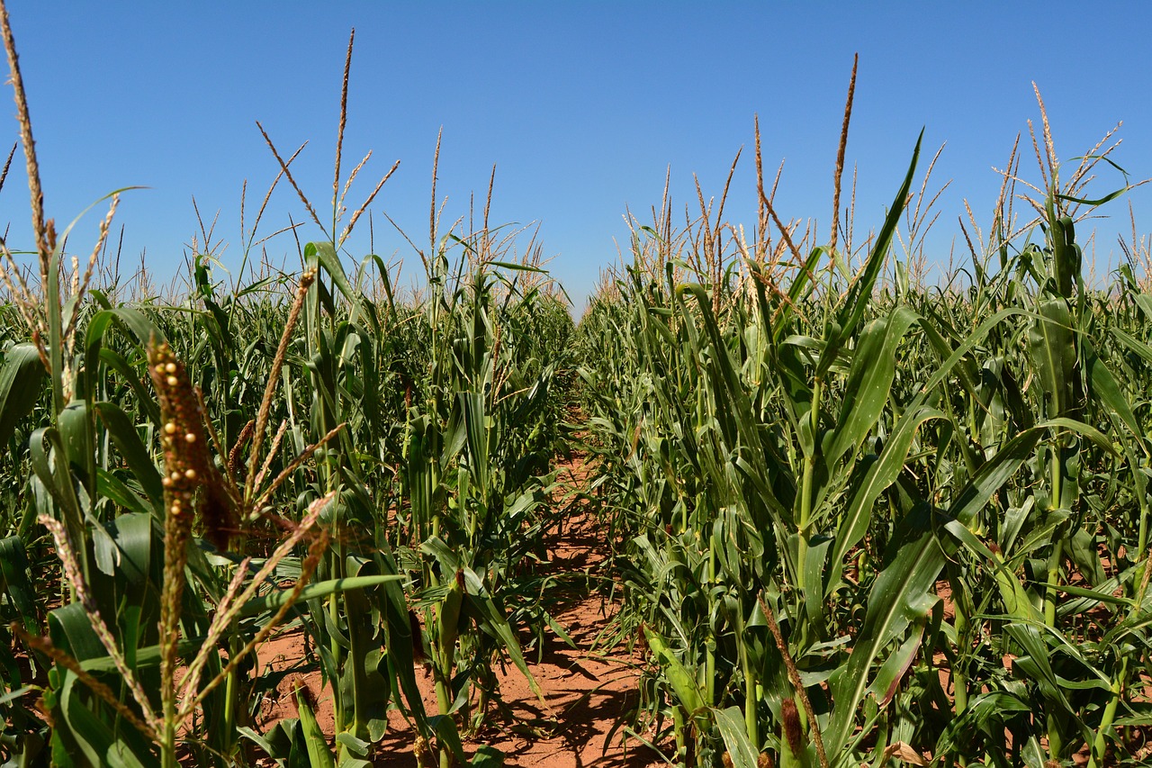 corn growing in a field.