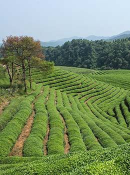 Unlocking tea's true value