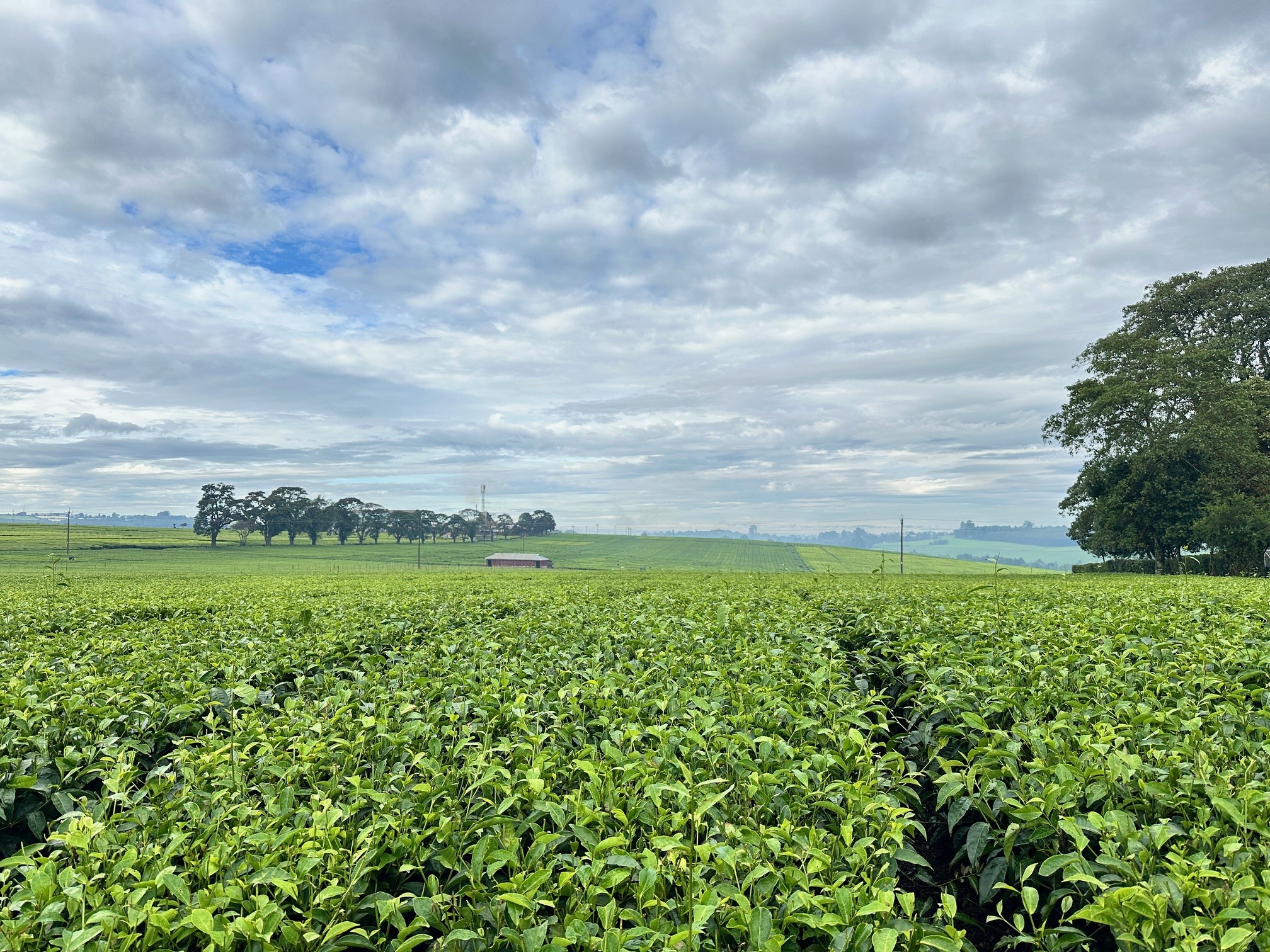 Lush tea farms