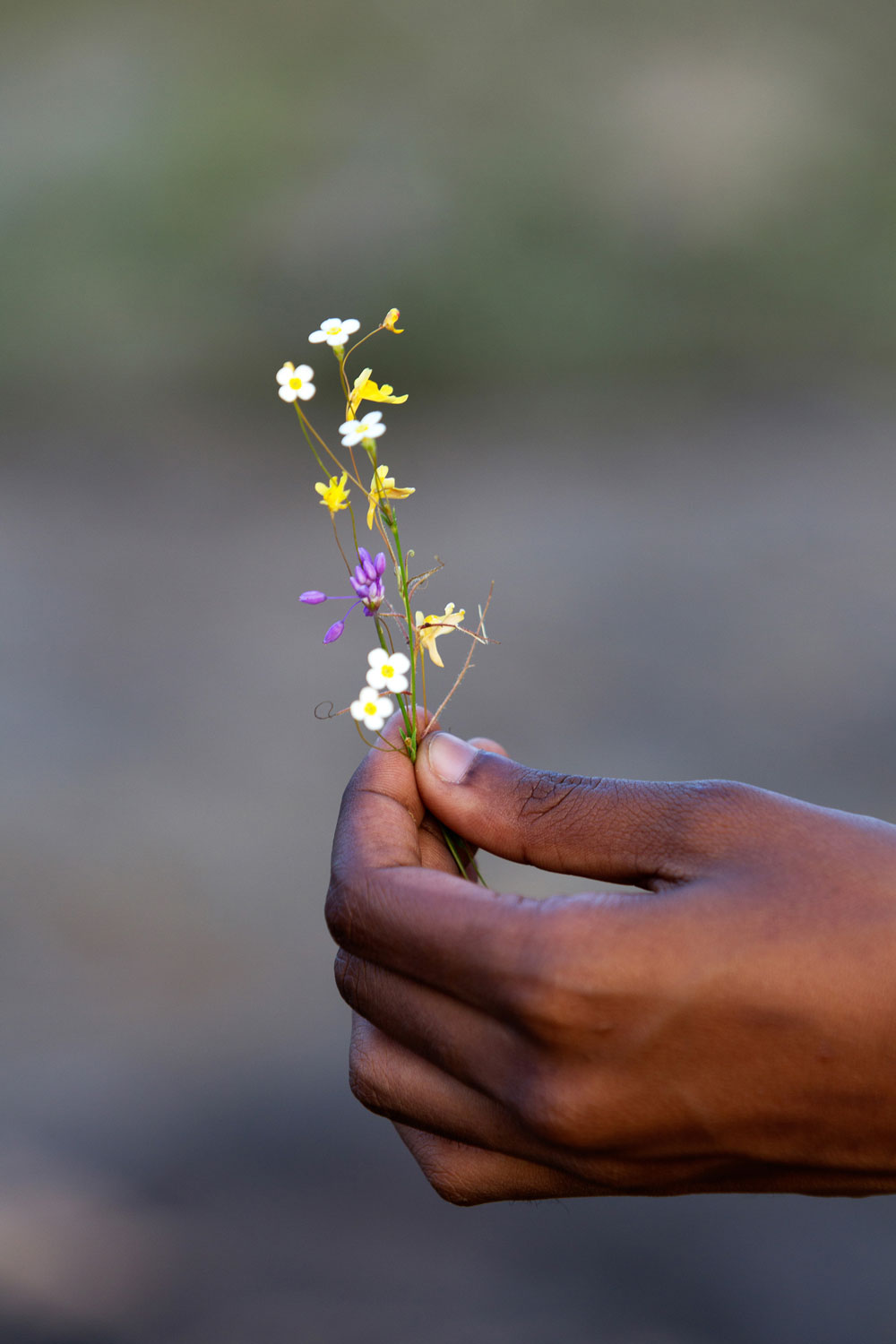 Flowers hands