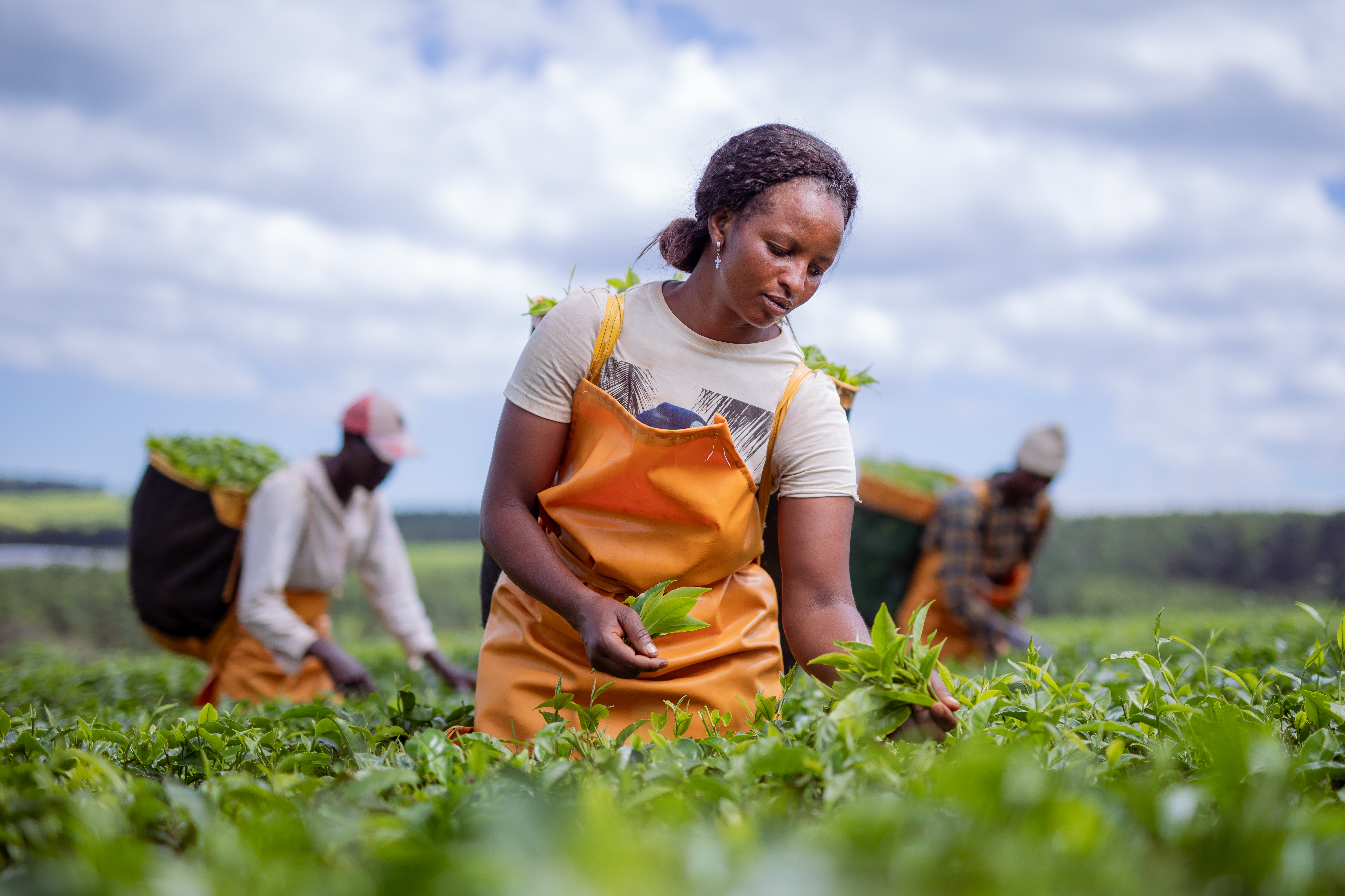 Tea harvesting in Kenya