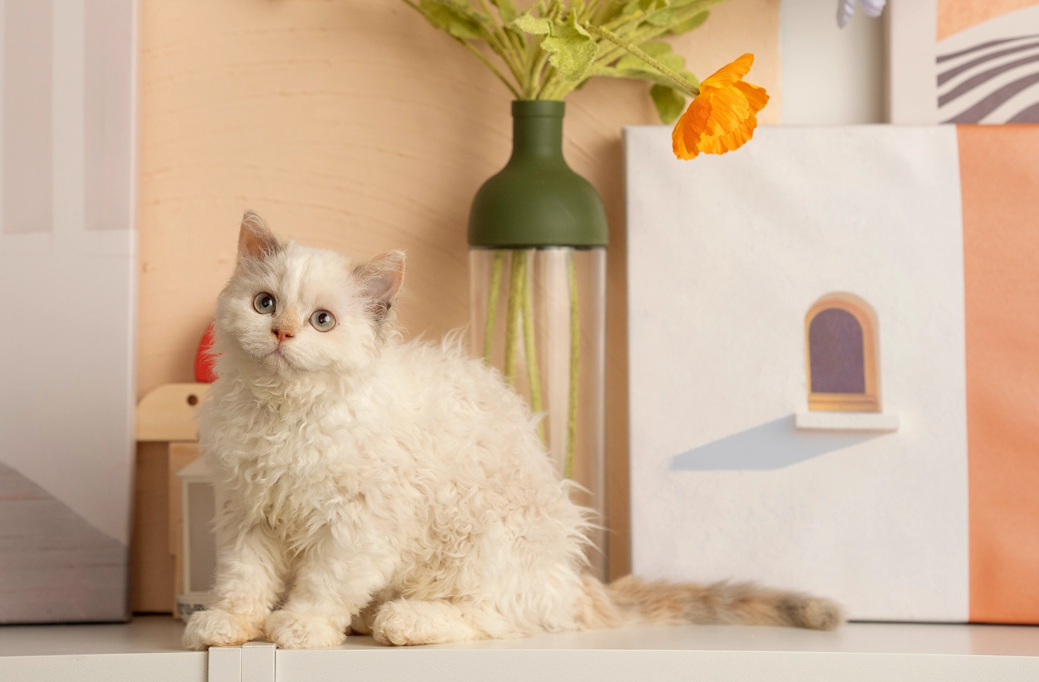 塞爾凱克捲毛貓（Selkirk Rex）是什麼貓？天生溫柔的稀有寵物貓藝術品