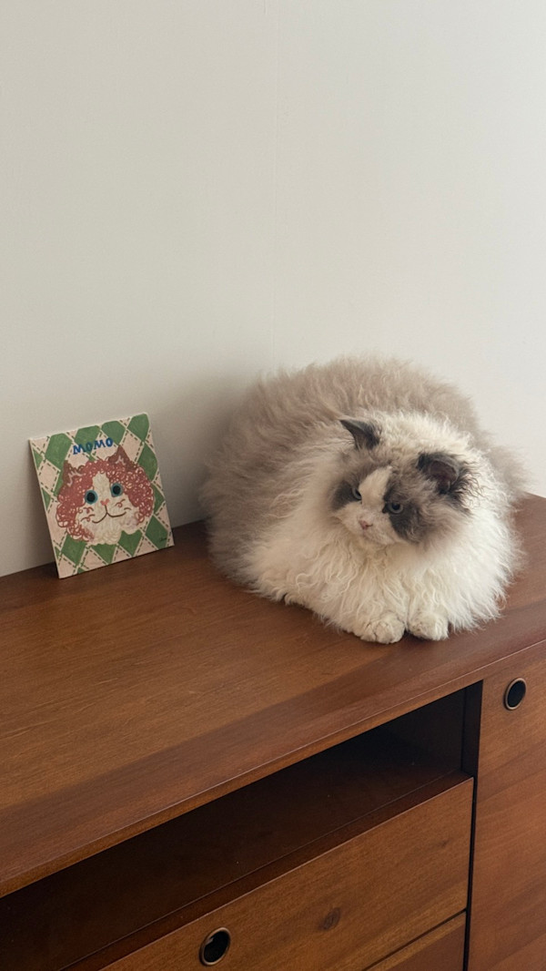 MOMO 的照片