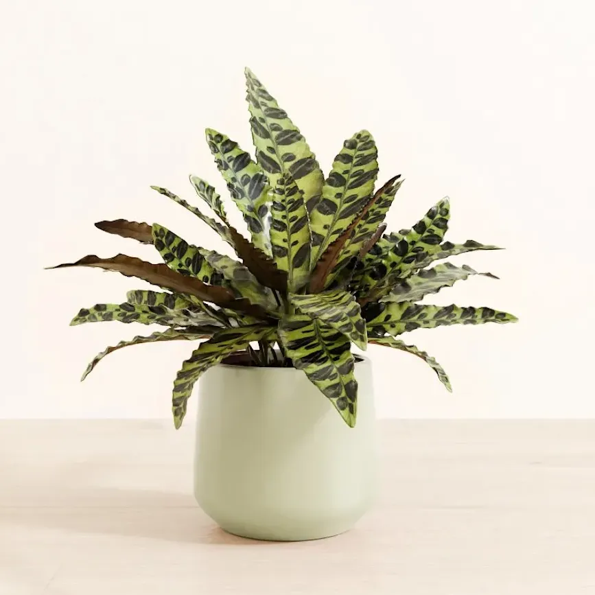 箭羽竹芋／響尾蛇竹芋(Rattlesnake Calathea) - from easyplant