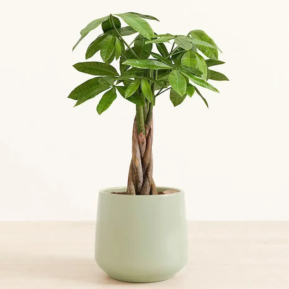 發財樹 / Money Tree（Pachira aquatica）- from easyplant