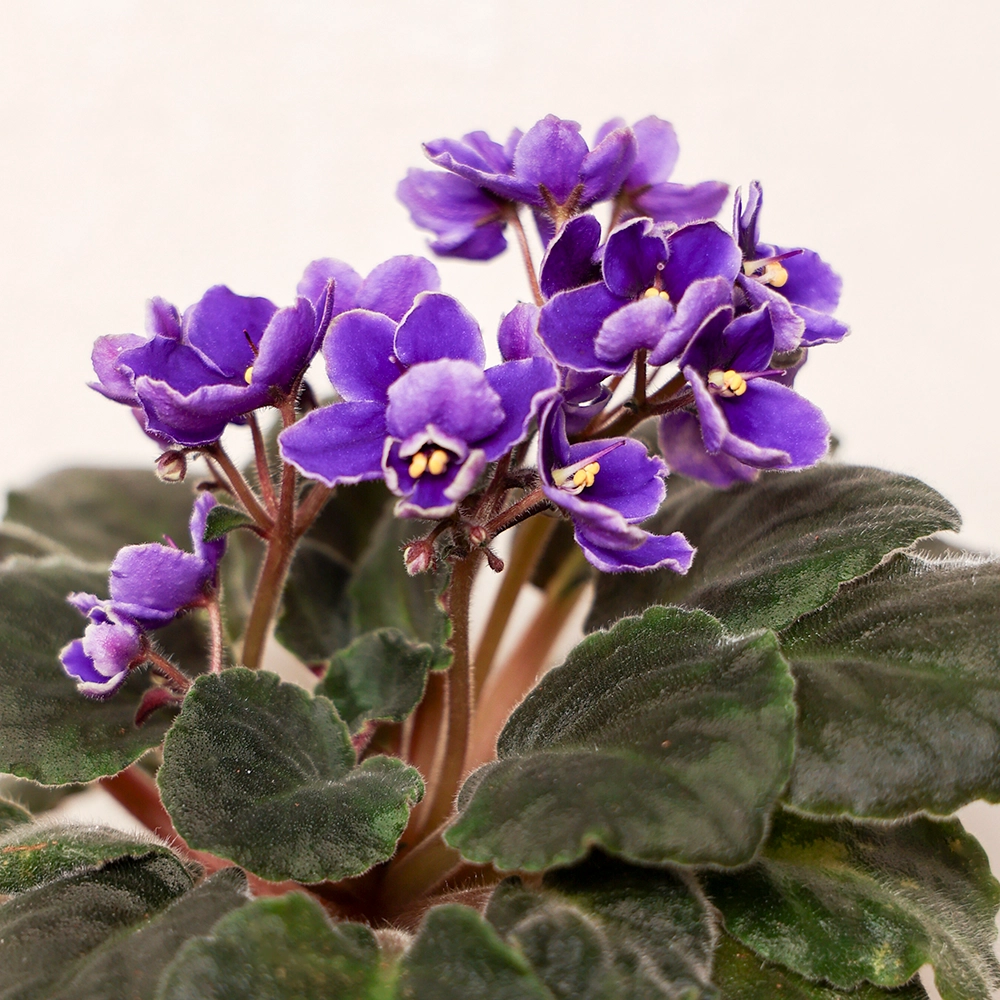 非洲紫羅蘭（African Violet）- from easyplant