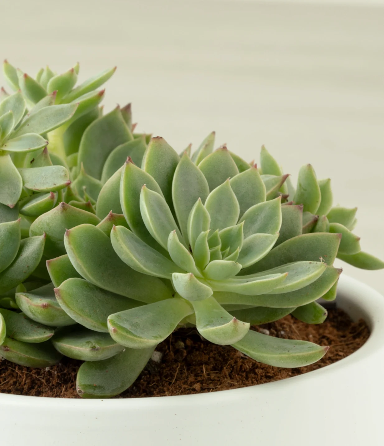 玉露類與某些多肉(hens-and-chicks)- from easyplant