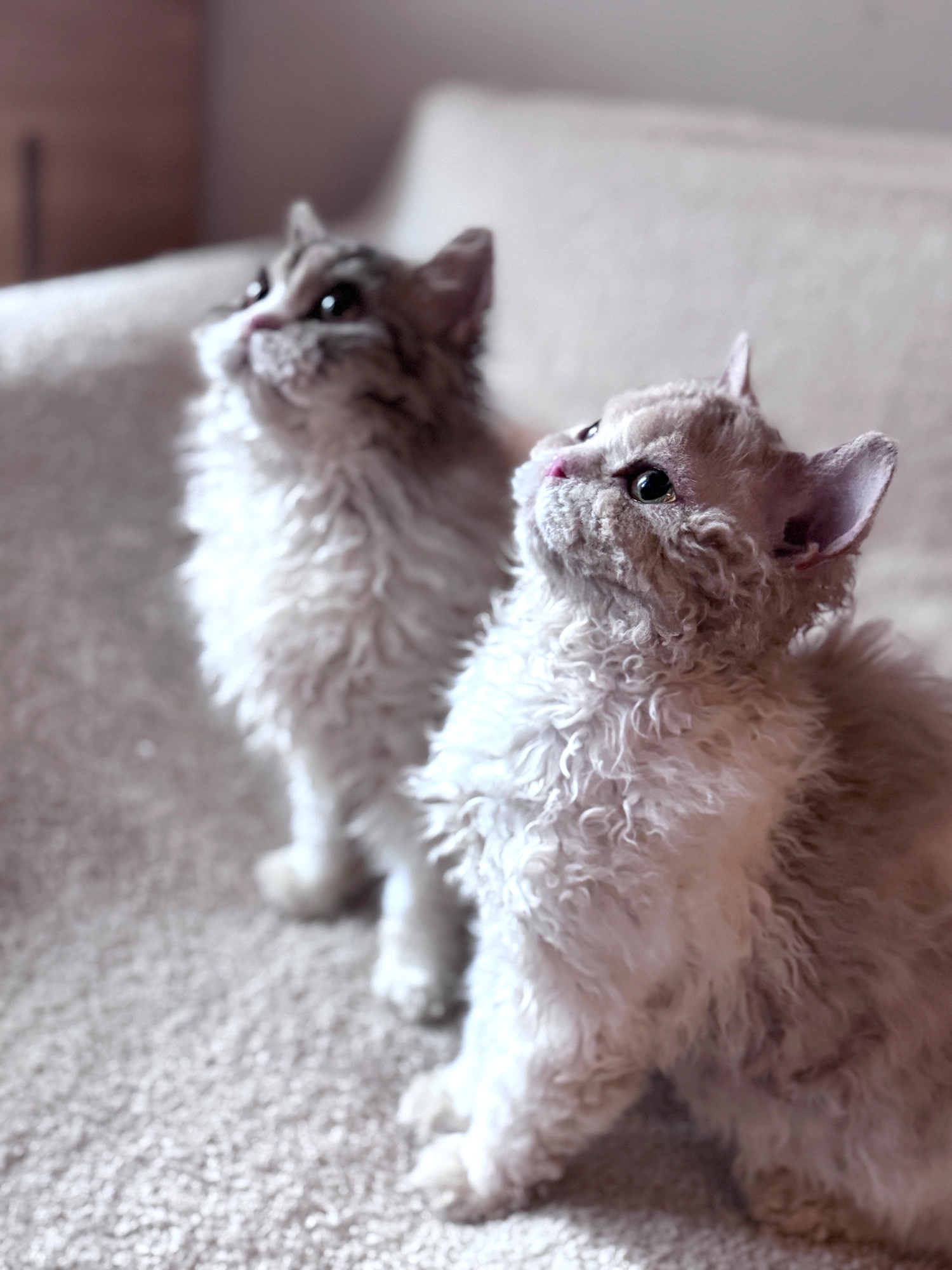 眼睛的居家照顧：給塞爾凱克捲毛貓的溫柔守護