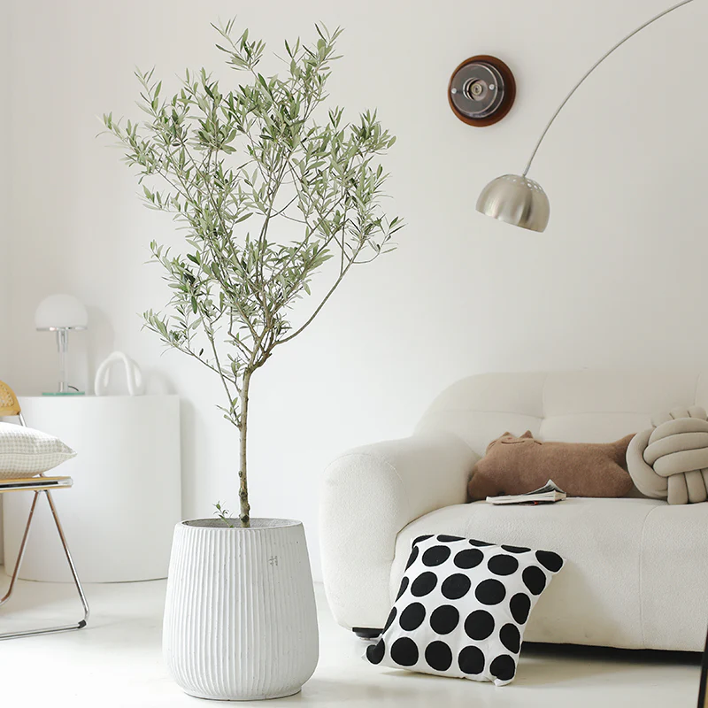 銀葉橄欖（Olea europaea）-from gardenplus