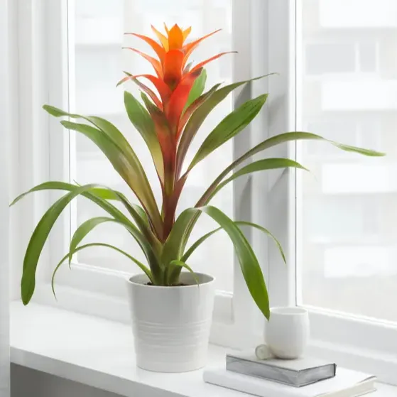 鳳梨科觀葉植物（Bromeliad）-from IKEA UK