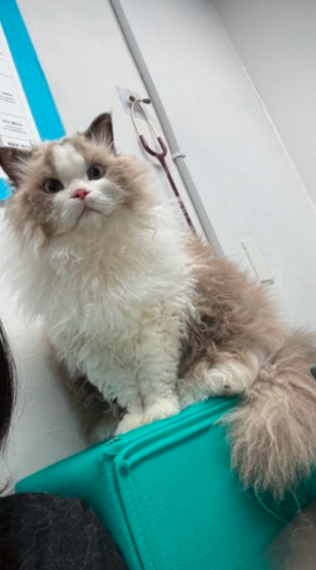 MOMO 的照片
