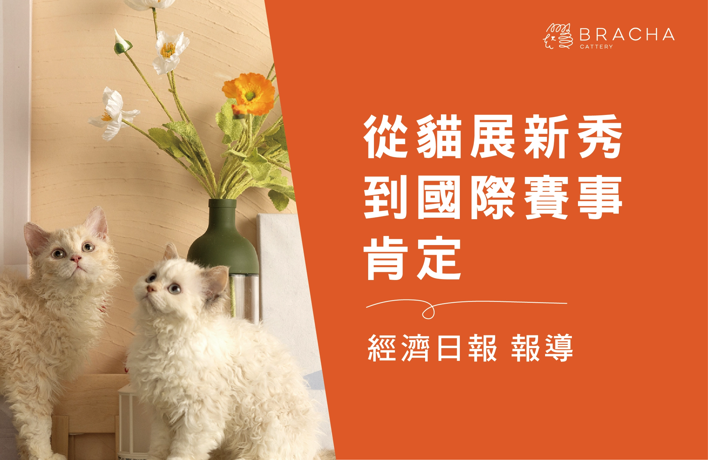 從貓展新秀到國際賽事肯定 BRACHA 布拉扎貓舍以專業與溫柔深耕 「塞爾凱克捲毛貓」 培育