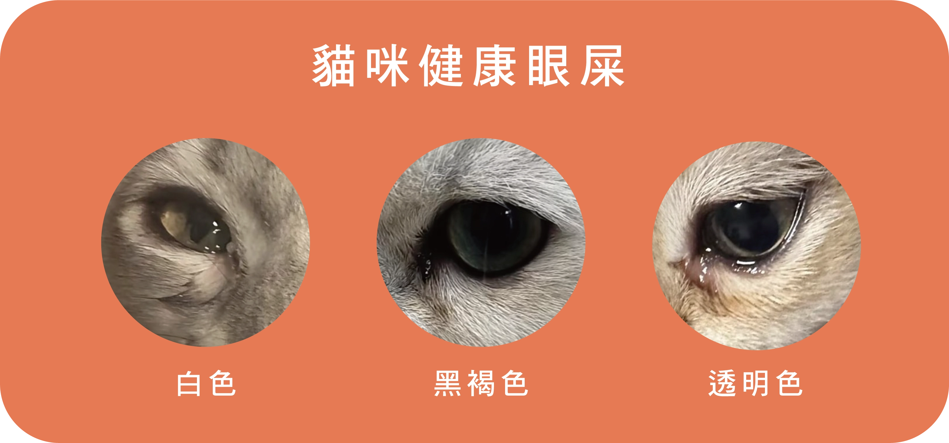 眼睛的居家照顧：給塞爾凱克捲毛貓的溫柔守護-眼屎