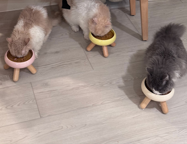 米米 捲捲 芝芝 的照片