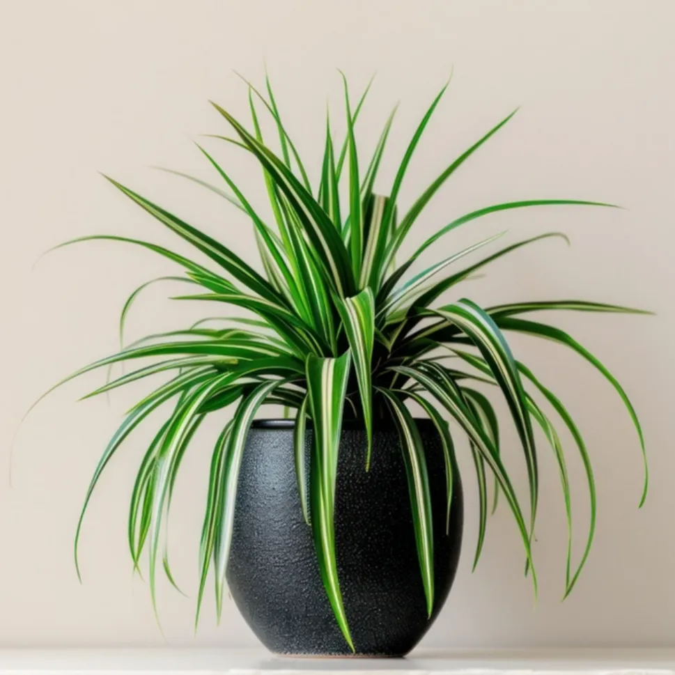 吊蘭（Chlorophytum / Spider Plant）-from Deep Green